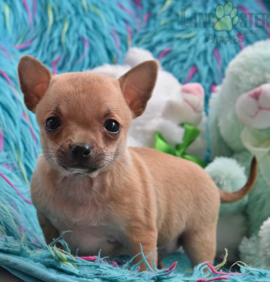 Chihuahua Puppies For Sale Image eClassifieds4u