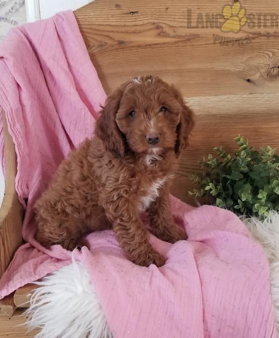 Coc.kapoo Puppies For Sale Image eClassifieds4u