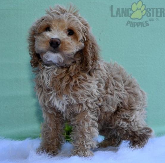 Coc.kapoo Puppies For Sale Image eClassifieds4u