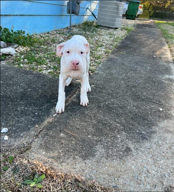 Dogo Argentino (Argentino Mastiff) Puppies For Sale Image eClassifieds4u