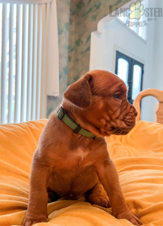 Dogue de Bordeaux (French Mastiff) Puppies For Sale Image eClassifieds4u