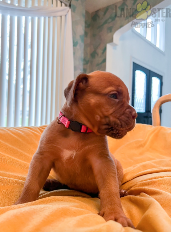 Dogue de Bordeaux (French Mastiff) Puppies For Sale Image eClassifieds4u