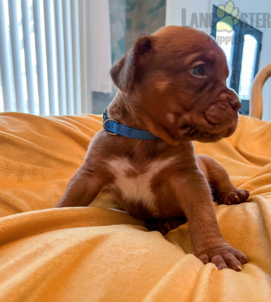 Dogue de Bordeaux (French Mastiff) Puppies For Sale Image eClassifieds4u