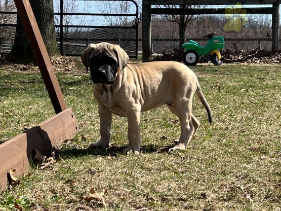 English Mastiff Puppies For Sale Image eClassifieds4u