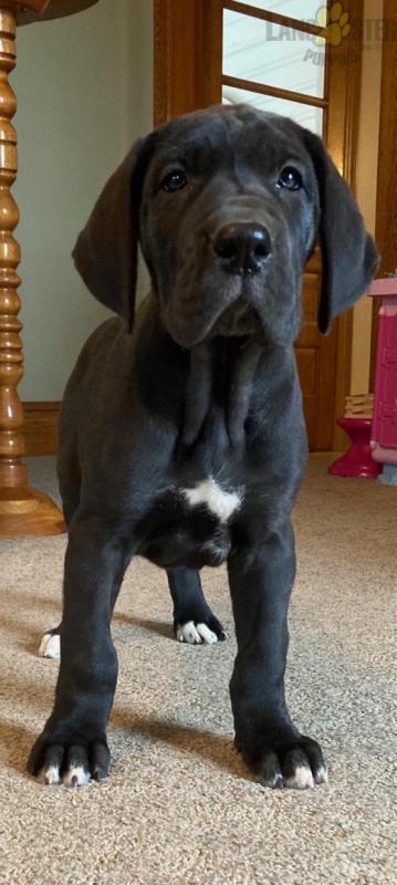 Great Dane Puppies For Sale Image eClassifieds4u