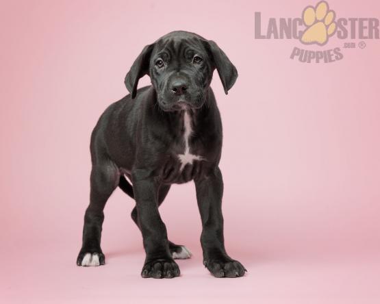 Great Dane Puppies For Sale Image eClassifieds4u