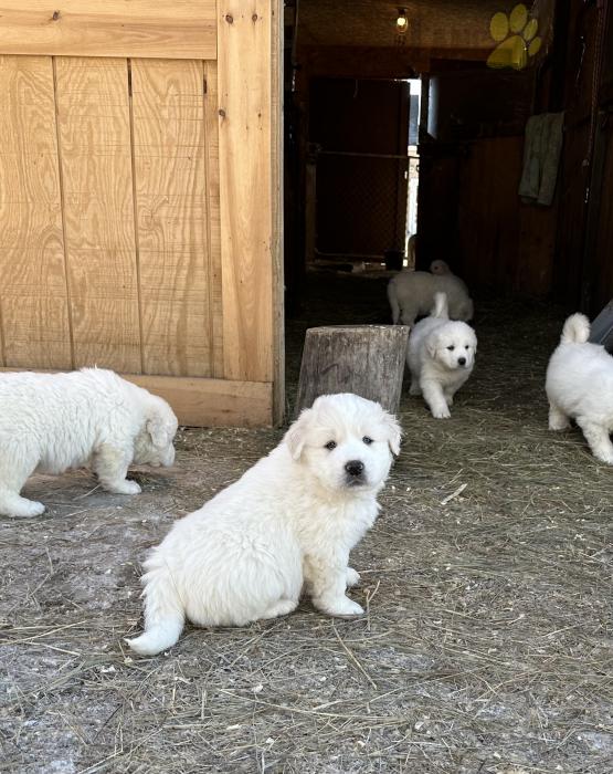 Great Pyrenees Puppies For Sale Image eClassifieds4u
