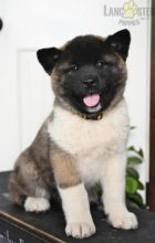 Akita Puppies For Sale Image eClassifieds4U