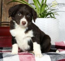 Aussiedoodle Puppies For Sale Image eClassifieds4U