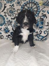 Aussiedoodle Puppies For Sale Image eClassifieds4U