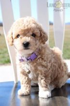 Bichpoo Puppies For Sale Image eClassifieds4U