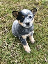 Blue Heeler Puppies For Sale Image eClassifieds4U