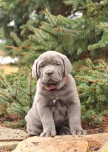 Cane Corso (Italian Mastiff) Puppies For Sale Image eClassifieds4U