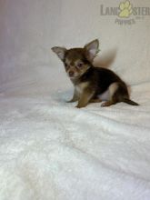 Chihuahua Puppies For Sale Image eClassifieds4U