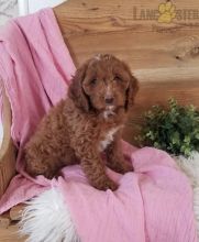 Coc.kapoo Puppies For Sale Image eClassifieds4U