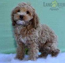 Coc.kapoo Puppies For Sale Image eClassifieds4U