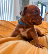 Dogue de Bordeaux (French Mastiff) Puppies For Sale Image eClassifieds4U