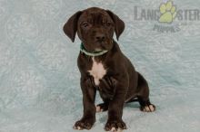 Great Dane Puppies For Sale Image eClassifieds4U