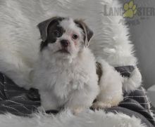 Malshi Puppies For Sale Image eClassifieds4U