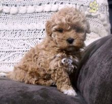 Maltipoo Puppies For Sale Image eClassifieds4U