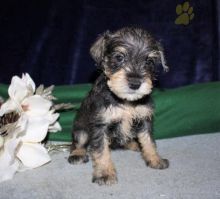 Miniature Schnauzer Puppies For Sale Image eClassifieds4U