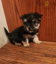 Morkie Puppies For Sale Image eClassifieds4U