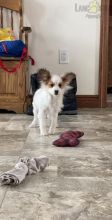 Papillon Puppies For Sale Image eClassifieds4U