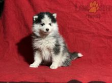 Pomsky Puppies For Sale Image eClassifieds4U