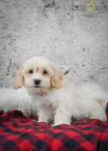 Shih-poo Puppies For Sale Image eClassifieds4U