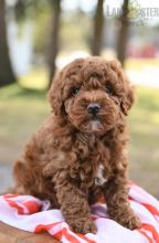 Toy Poodle Puppies For Sale Image eClassifieds4U