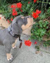 Two pitbull puppies for adoption (renemailey3@gmail.com) Image eClassifieds4u 2