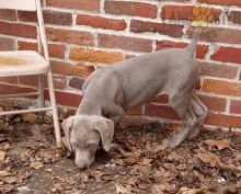 Weimaraner Puppies For Sale Image eClassifieds4U