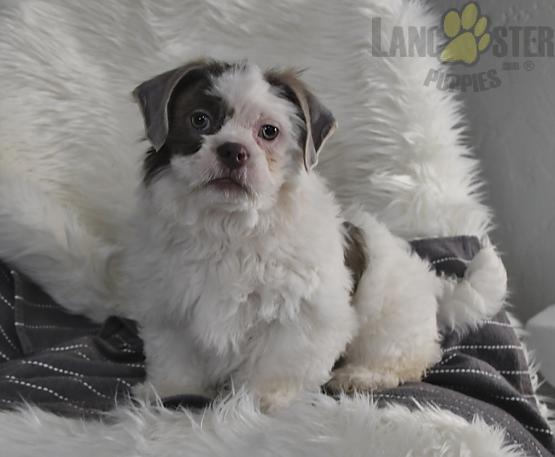 Malshi Puppies For Sale Image eClassifieds4u