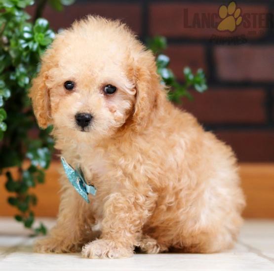 Maltipoo Puppies For Sale Image eClassifieds4u