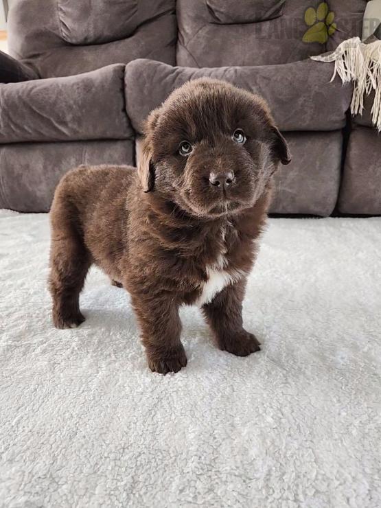 Newfoundland Puppies For Sale Image eClassifieds4u