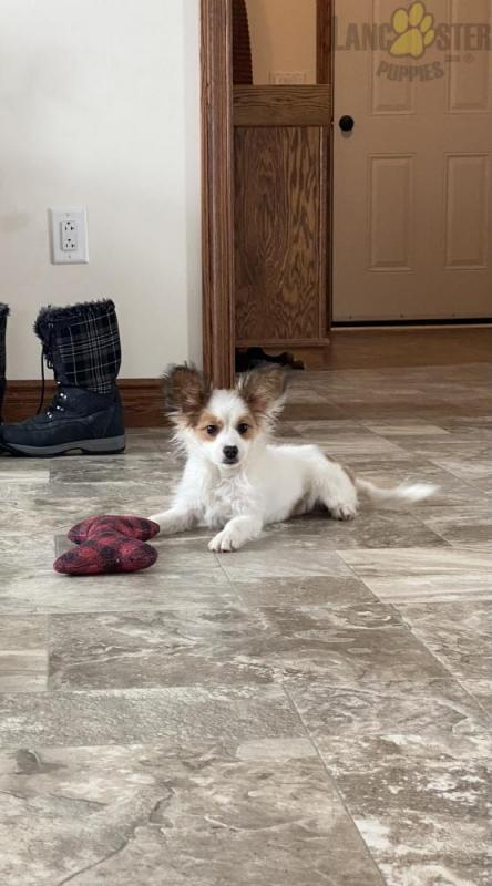 Papillon Puppies For Sale Image eClassifieds4u