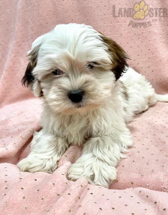 Shih-poo Puppies For Sale Image eClassifieds4u