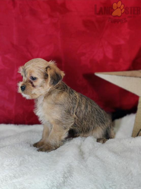 Shorkie Puppies For Sale Image eClassifieds4u