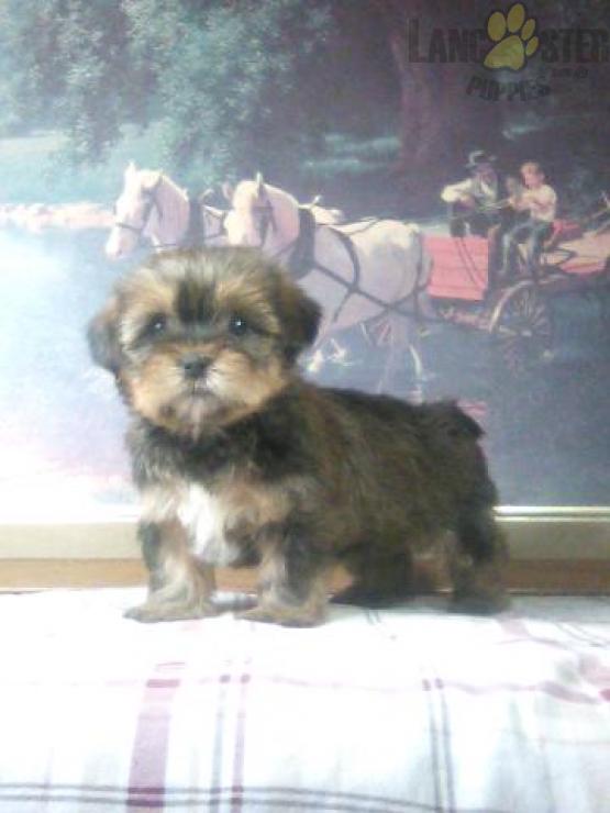 Shorkie Puppies For Sale Image eClassifieds4u