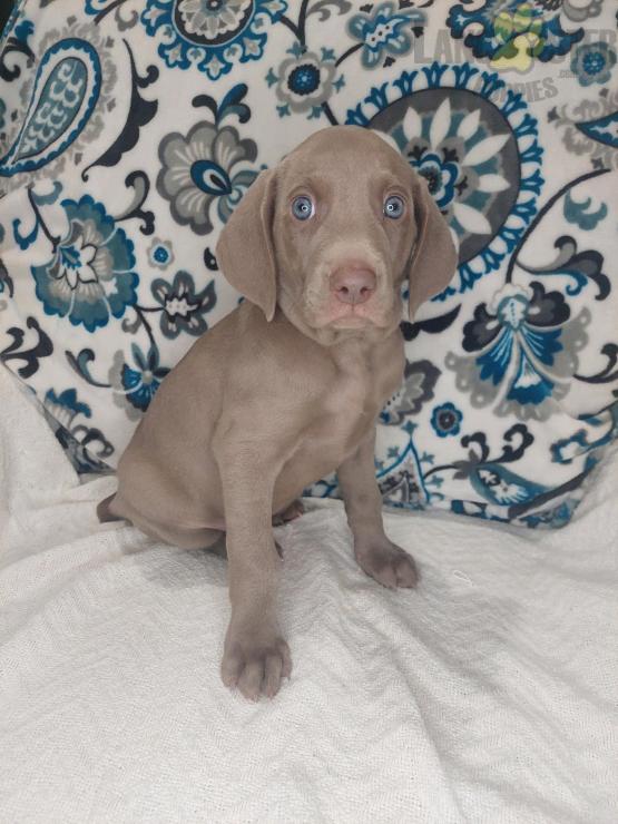 Weimaraner Puppies For Sale Image eClassifieds4u