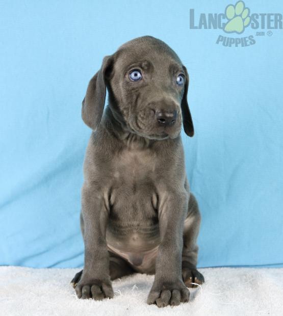 Weimaraner Puppies For Sale Image eClassifieds4u