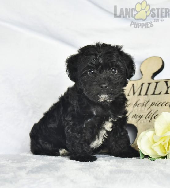 Yorkiepoo Puppies For Sale Image eClassifieds4u