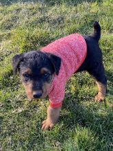 Airedale Terrier Puppies For Sale