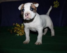 American Bulldog Puppies For Sale