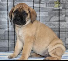 English Mastiff Puppies For Sale