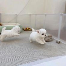 Healthy Male and Female MALTESE Puppies Available For Adoption (yannickbree@gmail.com)