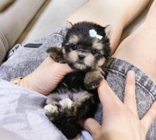 Morkie puppies available for sale