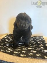 Newfoundland Puppies For Sale