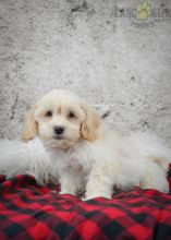 Shih-poo Puppies For Sale