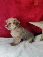 Shorkie Puppies For Sale